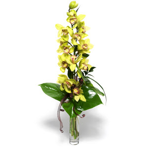  Ankara Abidinpaa ieki telefonlar  1 dal orkide iegi - cam vazo ierisinde -