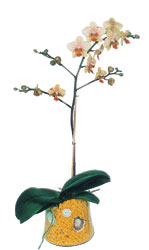  Ankara internetten iek siparii  Phalaenopsis Orkide ithal kalite