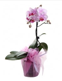 1 dal pembe orkide saks iei  Ankara cebeci gvenli kaliteli hzl iek 
