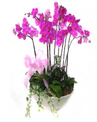 9 dal orkide saks iei  Ankara kaliteli taze ve ucuz iekler 