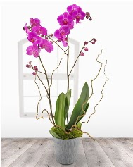 2 dall mor orkide saks iei  Ankara Cebeci nternetten iek siparii 
