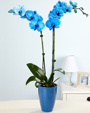 Esiz bir hediye 2 dall mavi orkide  Ankara uluslararas iek gnderme 