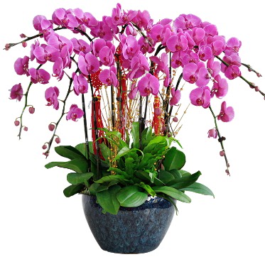 9 dall mor orkide  Ankara Cebeci 14 ubat sevgililer gn iek 