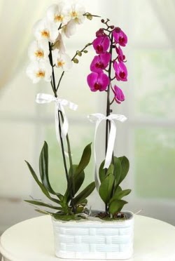 1 mor 1 dal beyaz thal orkide sepet ierisinde  Ankara Cebeci iek maazas , ieki adresleri 