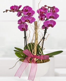 2 dall nmor orkide  Ankara iek servisi , ieki adresleri 