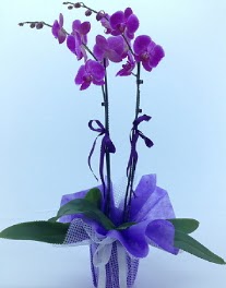 2 dall mor orkide  Ankara cebeci gvenli kaliteli hzl iek 