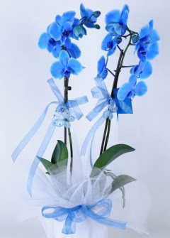 2 dall mavi orkide  Ankara kzlay iekiler 