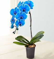 1 dall sper esiz mavi orkide  Ankara Cebeci iek maazas , ieki adresleri 