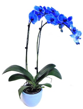 Seramikli 2 dall sper esiz mavi orkide  Ankara anneler gn iek yolla 