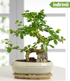 S eklinde ithal gerek bonsai japon aac  Ankara kzlay iekiler 