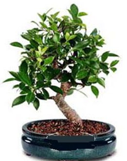 5 yanda japon aac bonsai bitkisi  Ankara iek servisi , ieki adresleri 