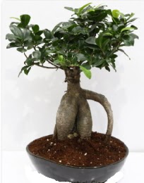 5 yanda japon aac bonsai bitkisi  Ankara kzlay iekiler 