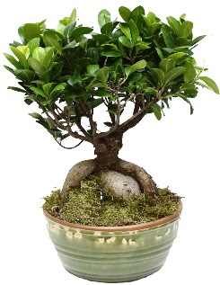 Japon aac bonsai saks bitkisi  Ankara iek gnderme sitemiz gvenlidir 