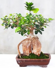 Japon aac bonsai saks bitkisi  Ankara Cebeci nternetten iek siparii 