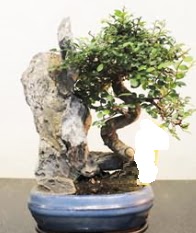Japon aac bonsai saks bitkisi sat  Ankara kzlay iekiler 