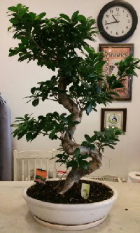 100 cm yksekliinde dev bonsai japon aac  Ankara iek gnderme sitemiz gvenlidir 