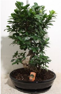 75 CM Ginseng bonsai Japon aac  Ankara kurtulu iek yolla 