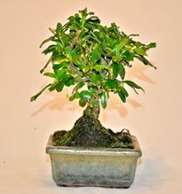 Zelco bonsai saks bitkisi  Ankara anneler gn iek yolla 