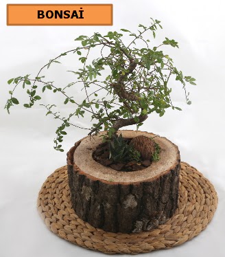 Doal aa ktk ierisinde bonsai bitkisi  Ankara iek gnderme 