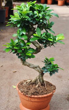 Orta boy bonsai saks bitkisi  Ankara Cebeci online iek gnderme sipari 