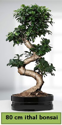 80 cm zel saksda bonsai bitkisi  Ankara kolej iek , ieki , iekilik 