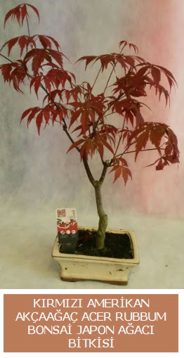Amerikan akaaa Acer Rubrum bonsai  Ankara Cebeci cicekciler , cicek siparisi 