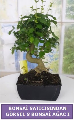 S dal erilii bonsai japon aac  Ankara ucuz iek gnder 