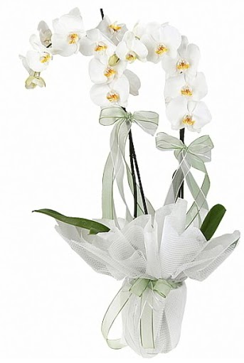 ift Dall Beyaz Orkide  Ankara iek servisi , ieki adresleri 