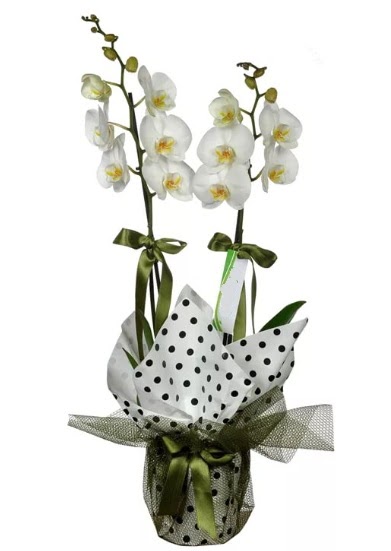 ift Dall Beyaz Orkide  Ankara Cebeci 14 ubat sevgililer gn iek 