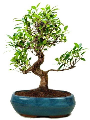 25 cm ile 30 cm aralnda Ficus S bonsai  Ankara iek gnderme 