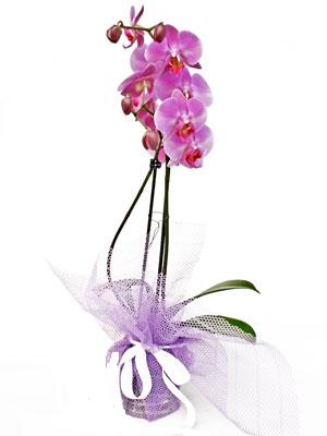  Ankara iek servisi , ieki adresleri  Kaliteli ithal saksida orkide