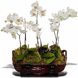  Ankara kzlay hediye iek yolla  Sepet ierisinde saksi canli 3 adet orkide
