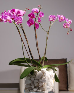 Ankara dikimevi iek siparii sitesi  2 dal orkide cam yada mika vazo ierisinde