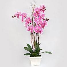  Ankara uluslararas iek gnderme  2 adet orkide - 2 dal orkide