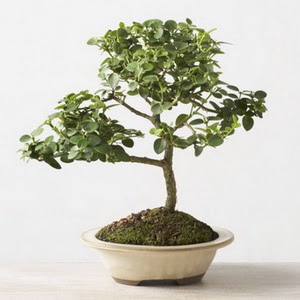 ithal bonsai saksi iegi  Ankara Cebeci iek online iek siparii 