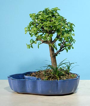 ithal bonsai saksi iegi  Ankara internetten iek sat 