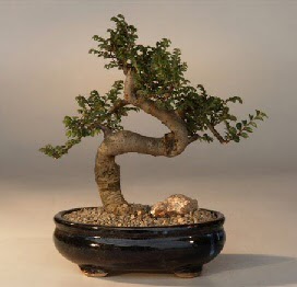 ithal bonsai saksi iegi  Ankara Cebeci 14 ubat sevgililer gn iek 