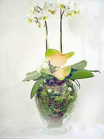  Ankara ucuz iek gnder  Cam yada mika vazoda zel orkideler