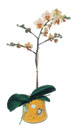  Ankara internetten iek siparii  Phalaenopsis Orkide ithal kalite