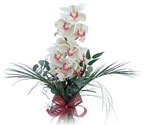  Ankara dikimevi iek siparii sitesi  Dal orkide ithal iyi kalite