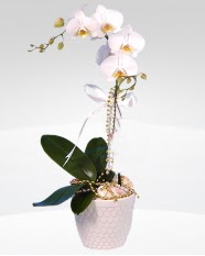 1 dall orkide saks iei  Ankara yurtii ve yurtd iek siparii 
