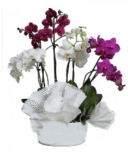 4 dal mor orkide 2 dal beyaz orkide  Ankara iek servisi , ieki adresleri 
