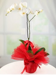 1 dal beyaz orkide saks iei  Ankara Cebeci online ieki , iek siparii 