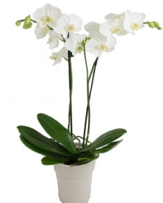 2 dall beyaz orkide  Ankara Cebeci cicekciler , cicek siparisi 