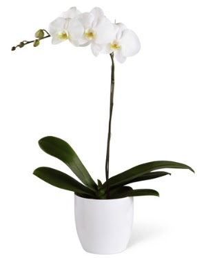 1 dall beyaz orkide  Ankara Cebeci 14 ubat sevgililer gn iek 