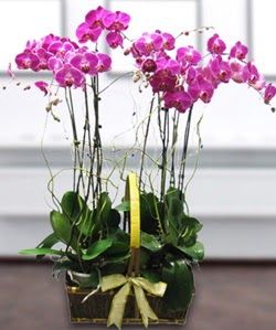 4 dall mor orkide  Ankara kaliteli taze ve ucuz iekler 