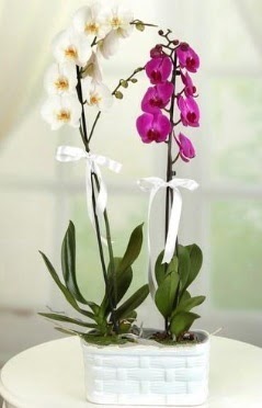 1 mor 1 dal beyaz thal orkide sepet ierisinde  Ankara Cebeci iek maazas , ieki adresleri 