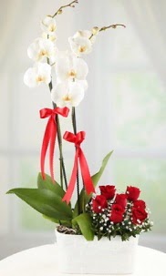 2 dall beyaz orkide ve 7 krmz gl  Ankara kurtulu iek yolla 