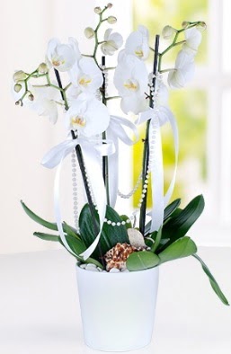 3 dall beyaz orkide  Ankara Abidinpaa ieki telefonlar  