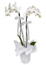 2 dall beyaz orkide  Ankara kaliteli taze ve ucuz iekler 
